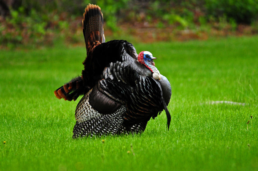 Gobble Gobble Gobble Photograph by Mike Martin