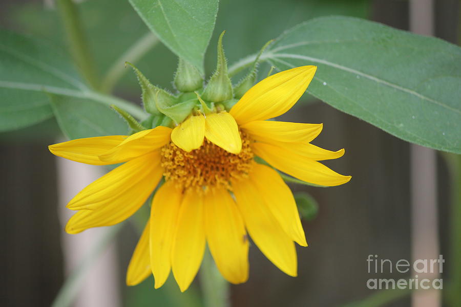Sunflower Photograph - God Sunflower 2 by Sheri Simmons