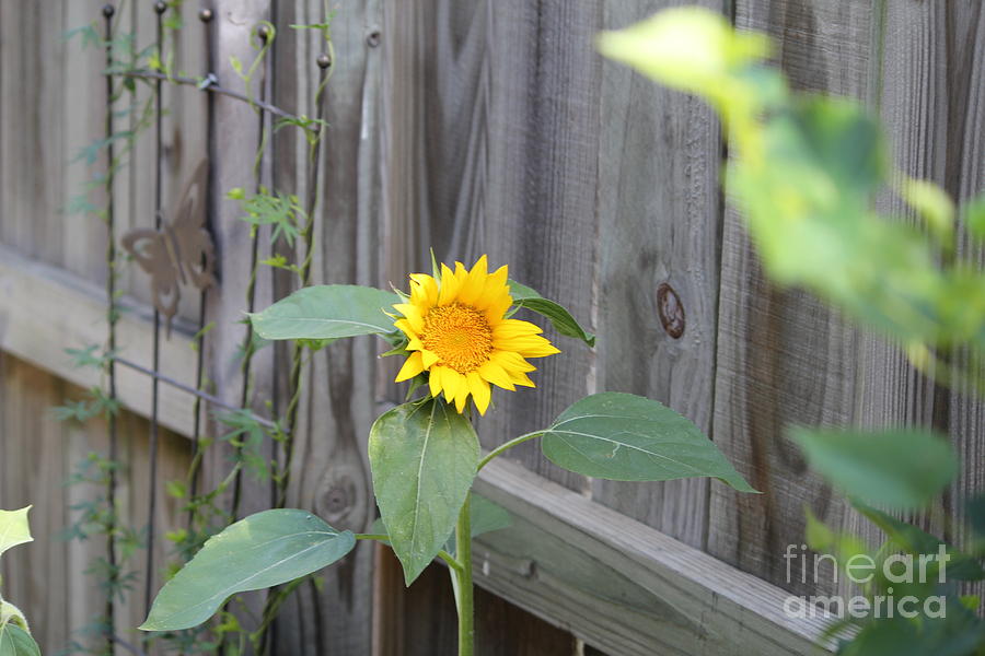 Sunflower Photograph - God Sunflower 3 by Sheri Simmons