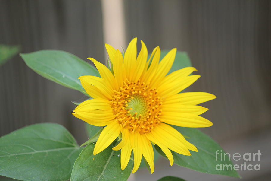 Sunflower Photograph - Gods Sunflower by Sheri Simmons