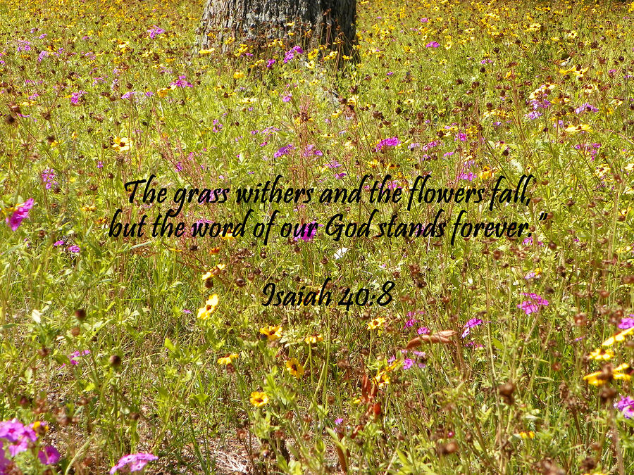 Gods Word Stands Forever Photograph by Sheri McLeroy