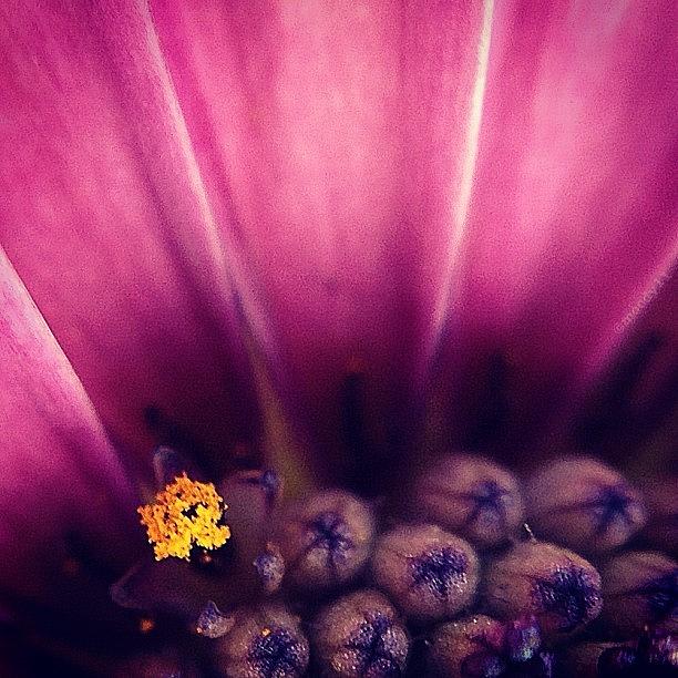 Going Solo At The #macro_power_hour Photograph by Rebekah Moody