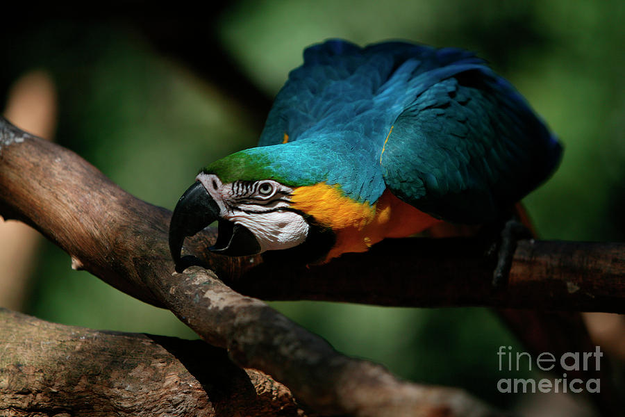 Wildlife Photograph - Gold and Blue Macaw Parrot by Keith Kapple