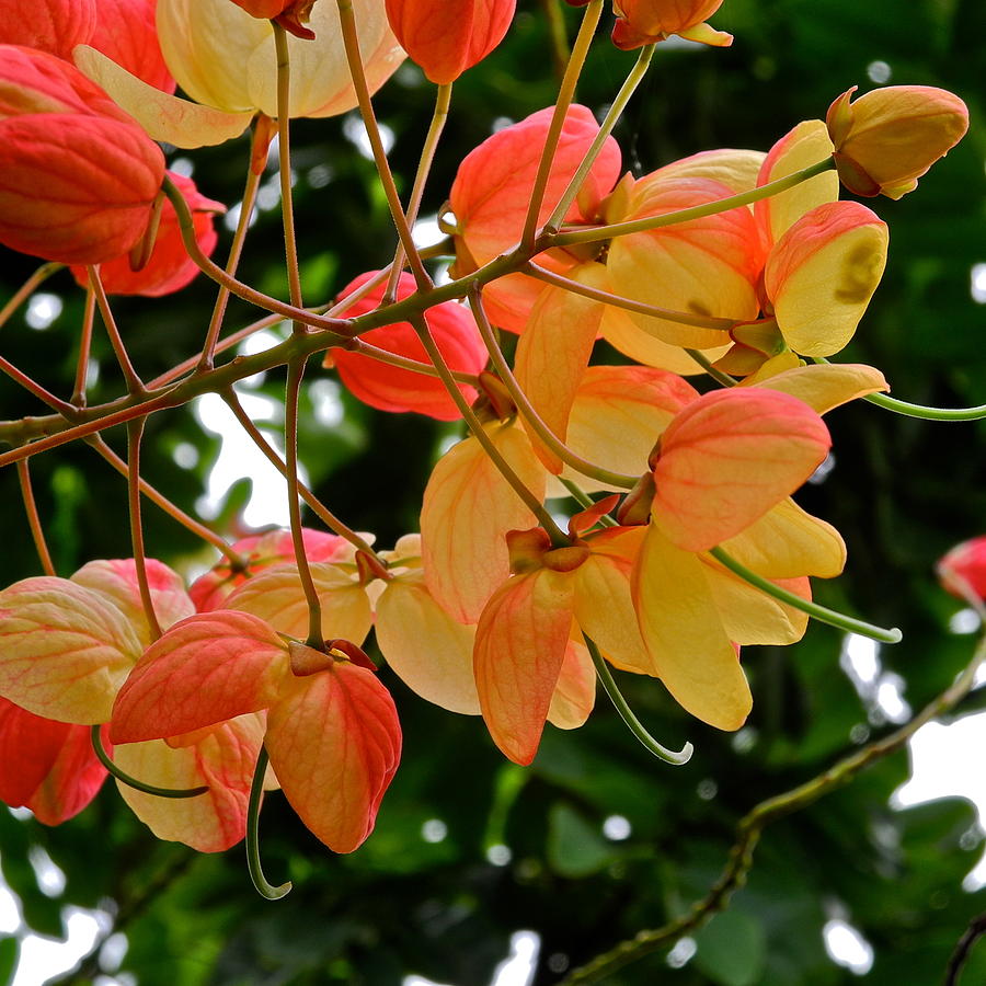 Gold and Pink Flowers on Shower Tree Photograph by Kirsten Giving