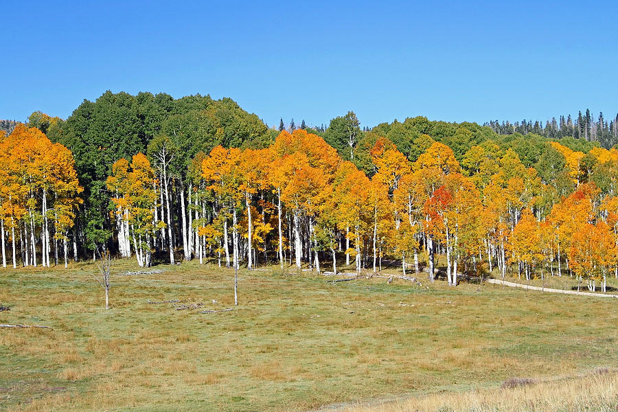 Gold Autumn Color Photograph by Sharon I Williams