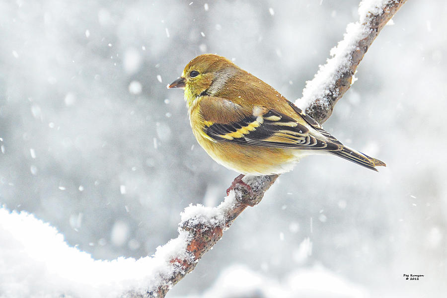 Gold Finch in Snow Storm Photograph by Peg Runyan