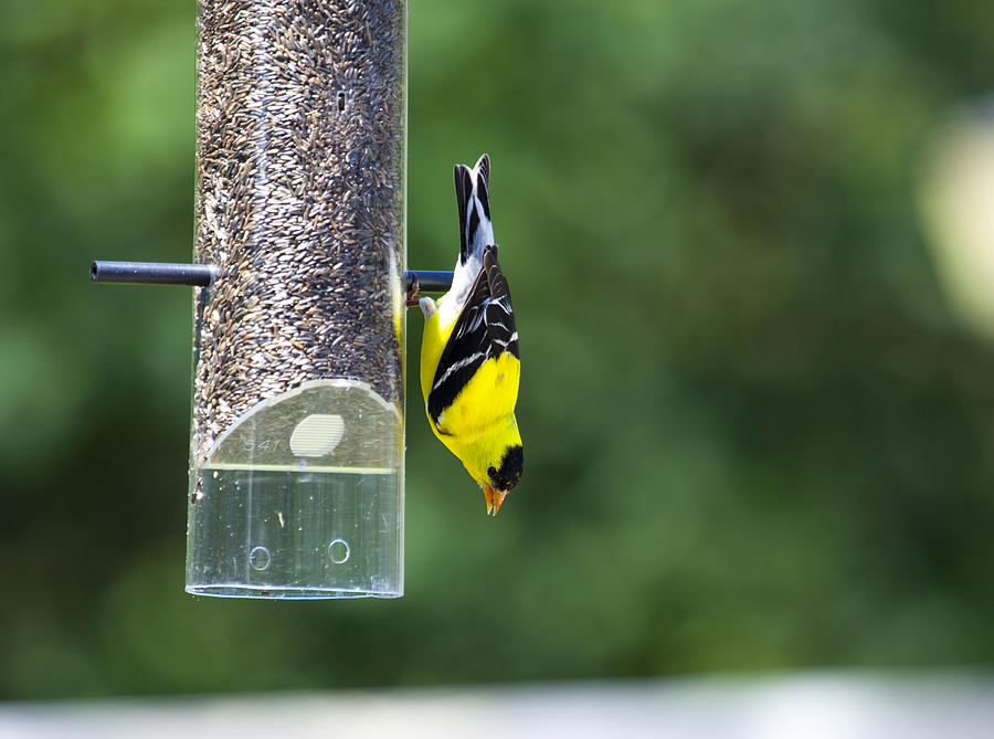 Gold Finch Photograph by Richard Lee - Fine Art America