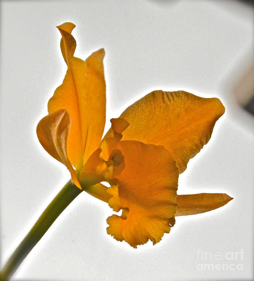 Gold Flower Photograph by Carol  Bradley