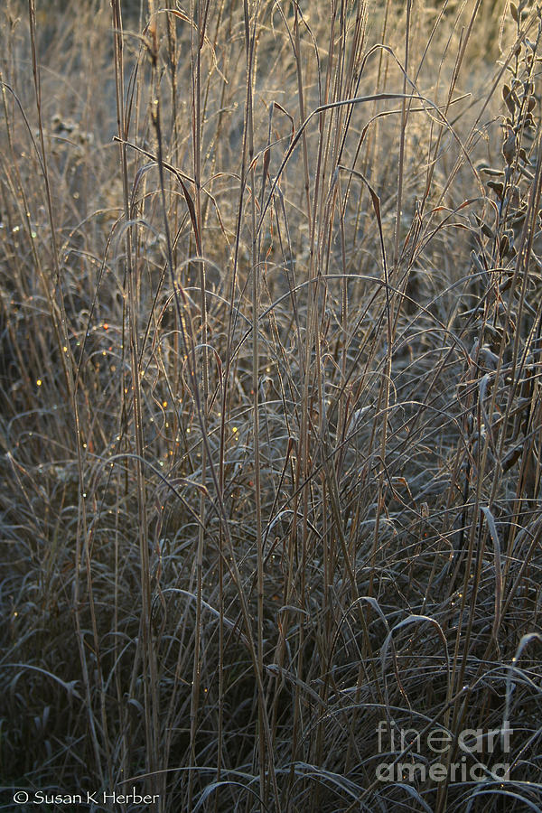 Gold Grass Photograph by Susan Herber