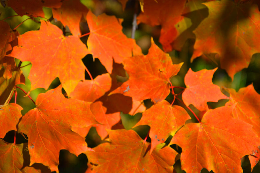 Gold Leaves Photograph by Valarie Davis - Fine Art America