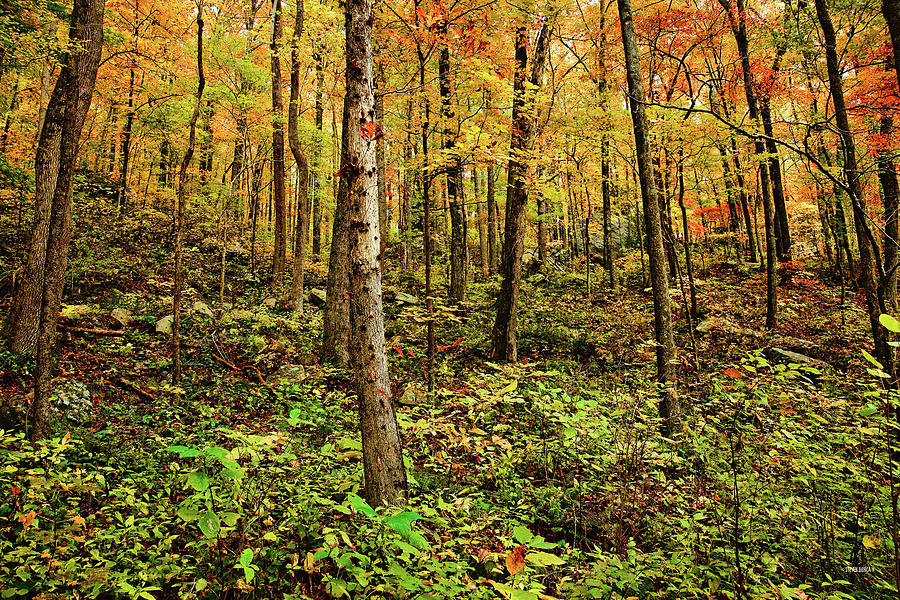 Gold Meets Green Among Trees and Leaves Photograph by Steven Llorca ...