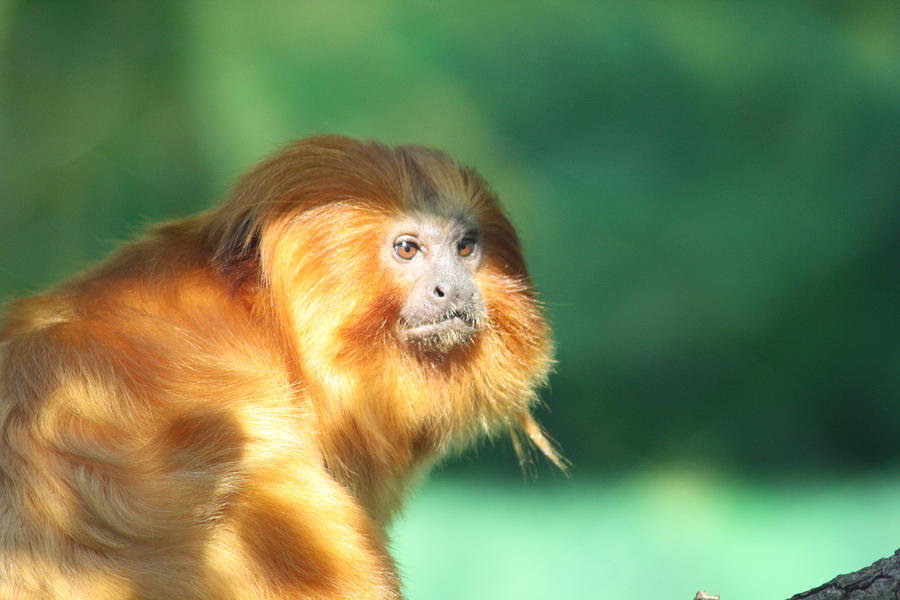 Image result for Tamarinii