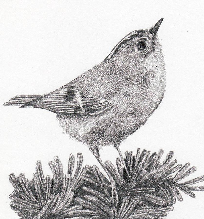 'Goldcrest' Drawing by Sue Miles | Fine Art America