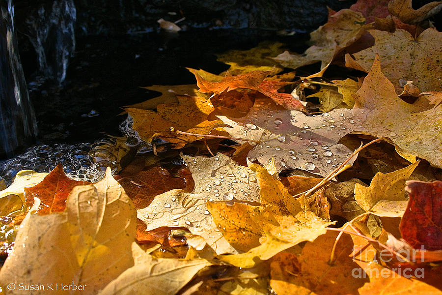 Golden Autumn Moments  Photograph by Susan Herber