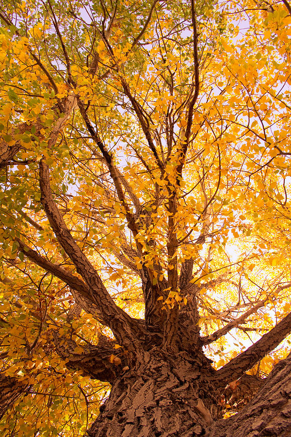 Tree Photograph - Golden Autumn View by James BO Insogna