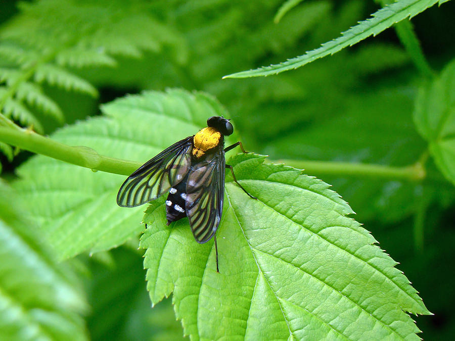 Golden-backed Snipe Fly - Chrysopilus thoracicus Photograph by Carol Senske