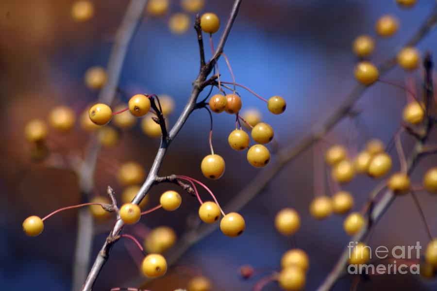 Golden Berries Photograph by Living Color Photography Lorraine Lynch