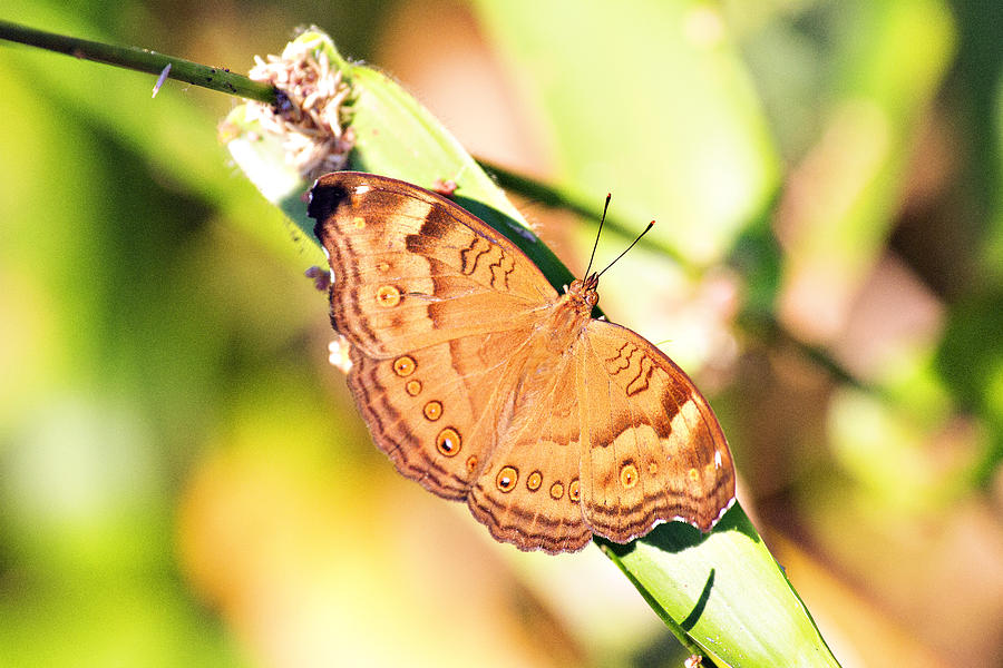 Golden Butterfly Photograph by Douglas Barnard