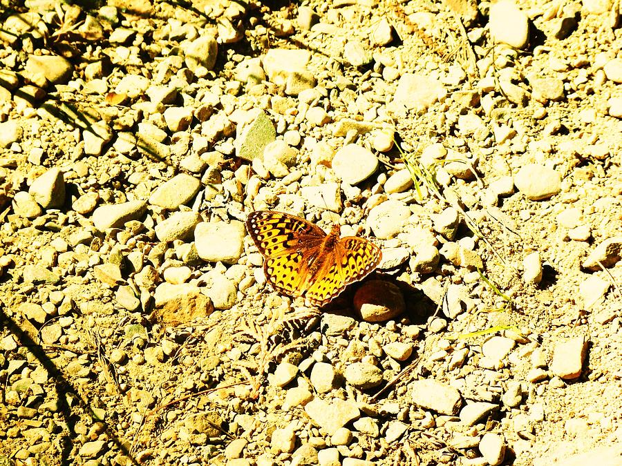 Golden Butterfly Photograph by Sarah Buechler - Fine Art America