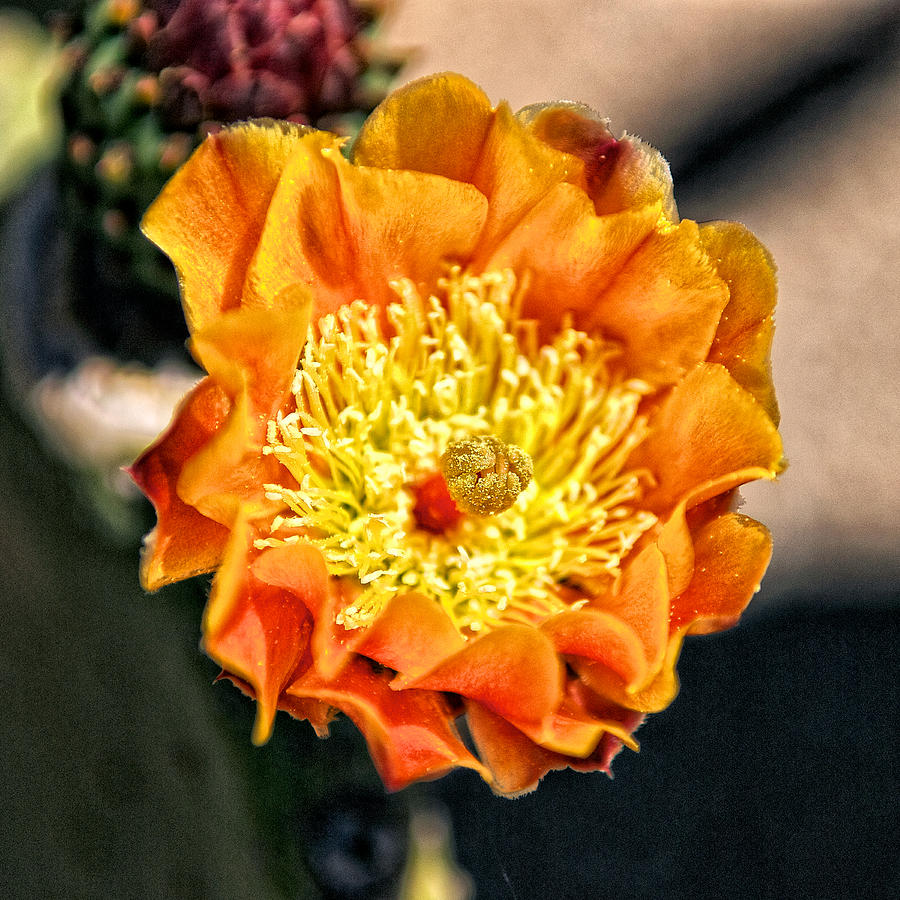 Golden Cactus Photograph by Sandra Selle Rodriguez