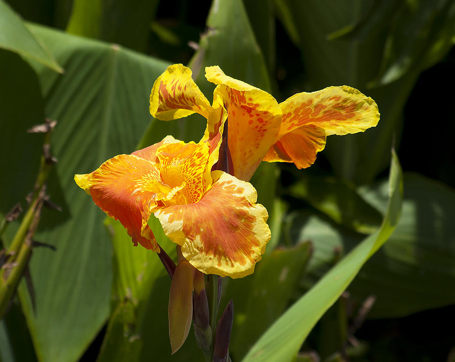 Nature Photograph - Golden Canna by Kenneth Albin