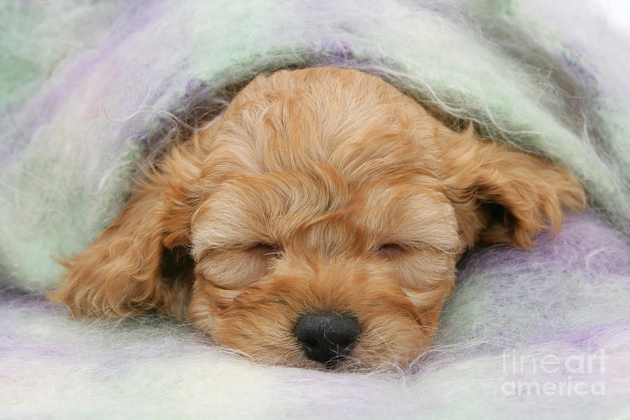 Animal Photograph - Golden Cockapoo Puppy by Mark Taylor