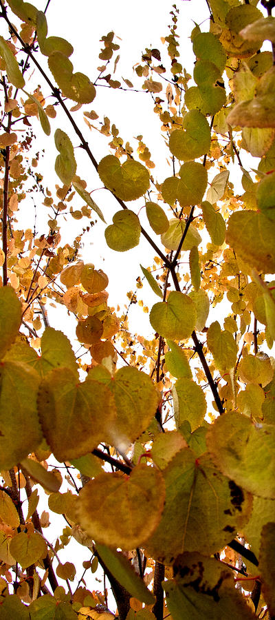 Fall Photograph - Golden Colors of Fall by Torrey E Smith