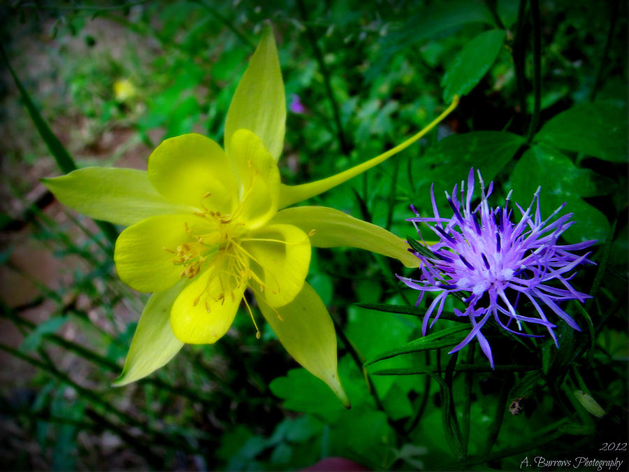 Golden Columbine and Unknown Purple Wildflower Photograph by Aaron Burrows