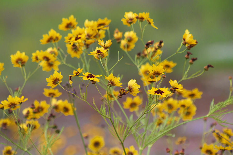 Golden Coreopsis Tickseed Wildflowers Photograph by Kathy Clark Pixels