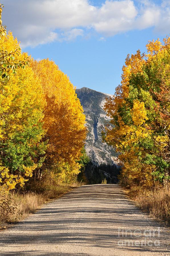 Golden Country Road Photograph by D Nigon - Fine Art America