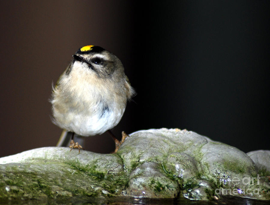 Golden-crowned Kinglet Photograph - Golden-crowned Kinglet by Optical Playground By MP Ray
