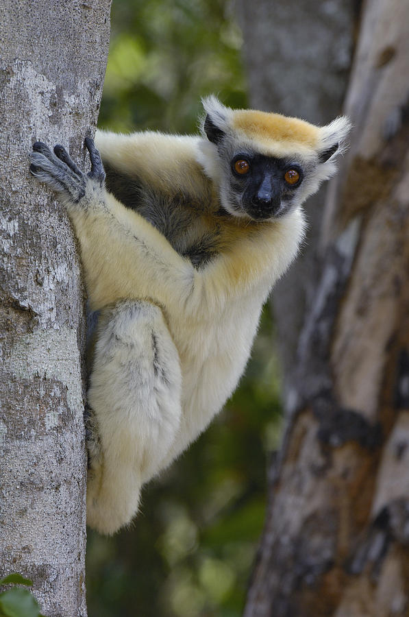 Golden-crowned Sifaka Propithecus Photograph by Pete Oxford