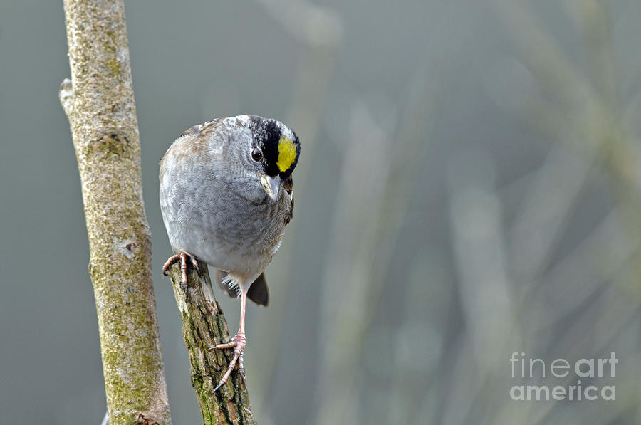 Golden Crowned Sparrow in Early Winter Photograph by Laura Mountainspring