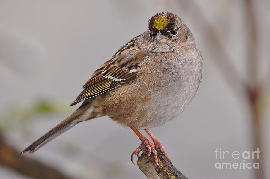 Golden Crowned Sparrow late Fall Photograph by Laura Mountainspring