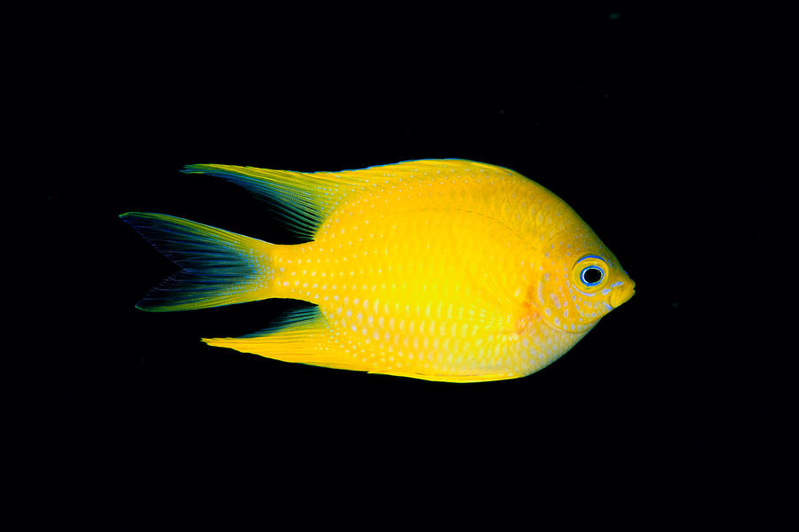 Golden Damselfish by Dave Fleetham - Printscapes