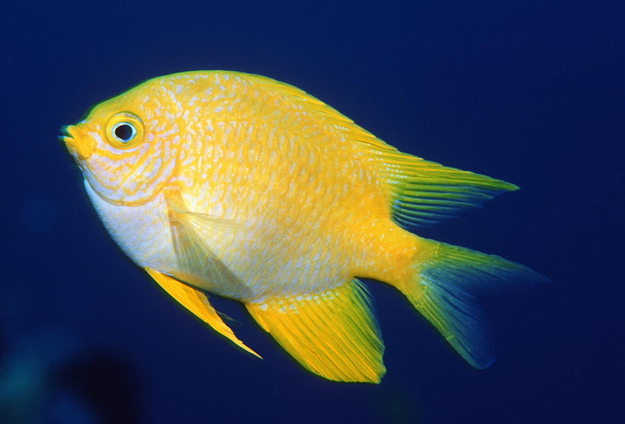 Golden Damselfish by Science Photo Library