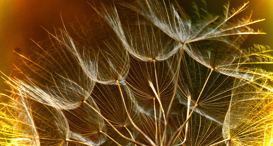 Golden Dandilion Fluff Photograph by Valarie Davis | Fine Art America