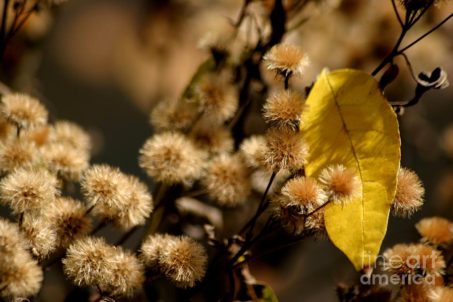 Golden Days Of Autumn Photograph by Living Color Photography Lorraine Lynch