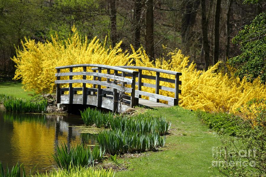 Golden Days Of Spring Photograph by Living Color Photography Lorraine Lynch