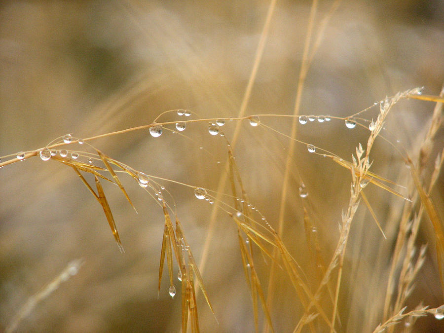 Golden Dew Drops Photograph by Chris Anderson
