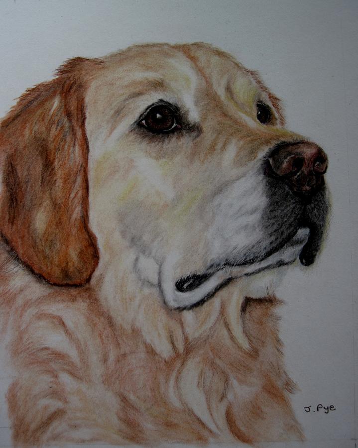 Dog Drawing - Golden Dog by Joan Pye