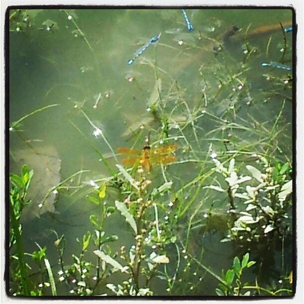 Golden Dragonfly :) Photograph by Ebony Stinson