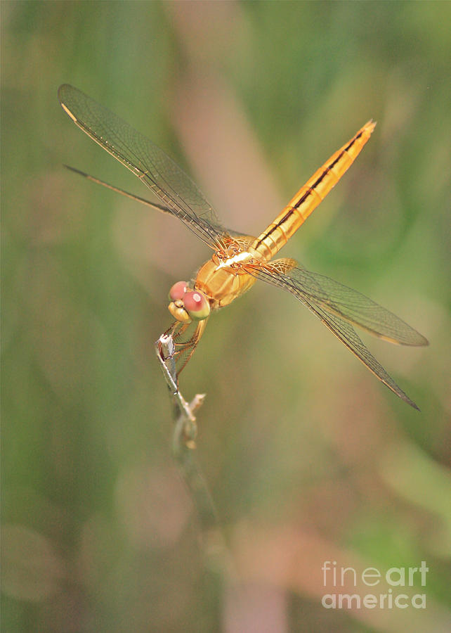 Golden Dragonfly in Green Marsh Photograph by Carol Groenen