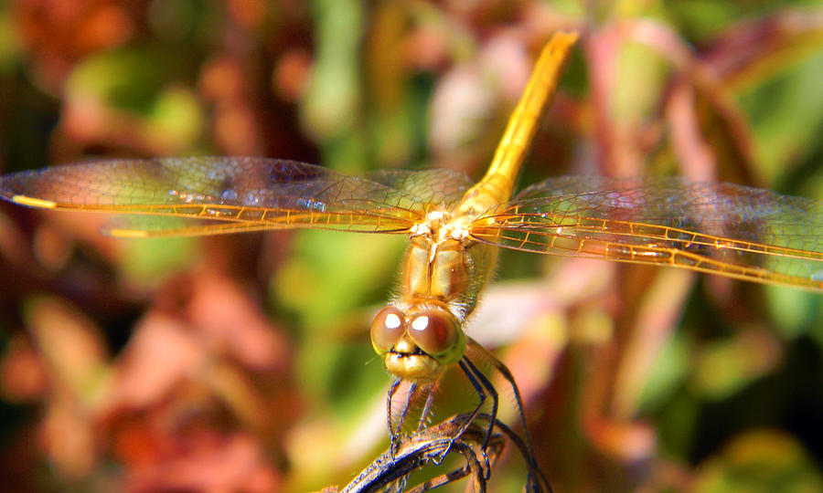Golden Dragonfly Photograph by Mark J Seefeldt