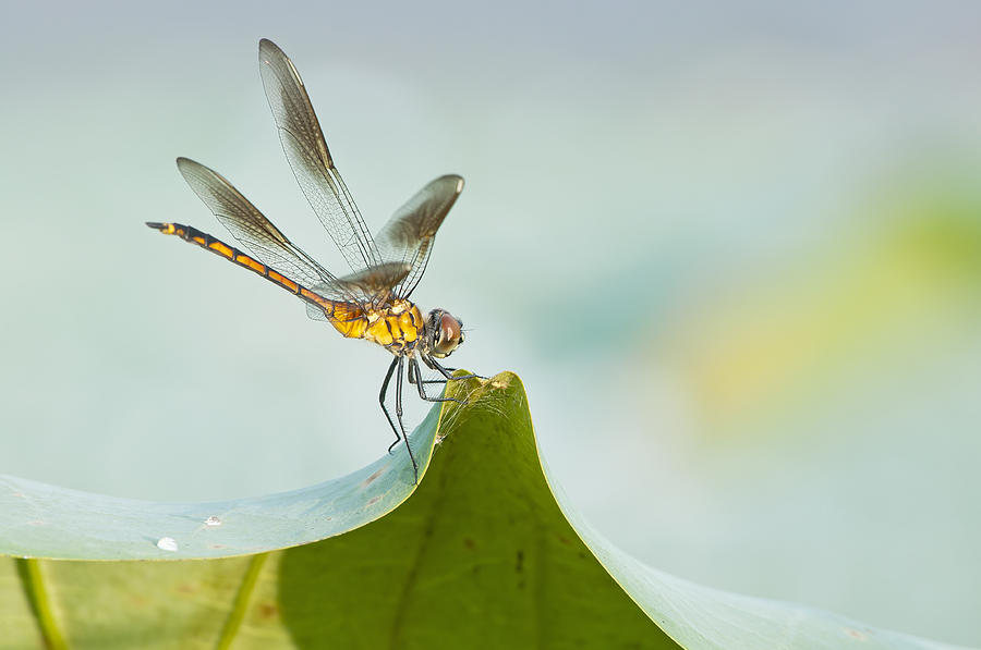 Golden Dragonfly on Water Lily Leaf Photograph by Bonnie Barry