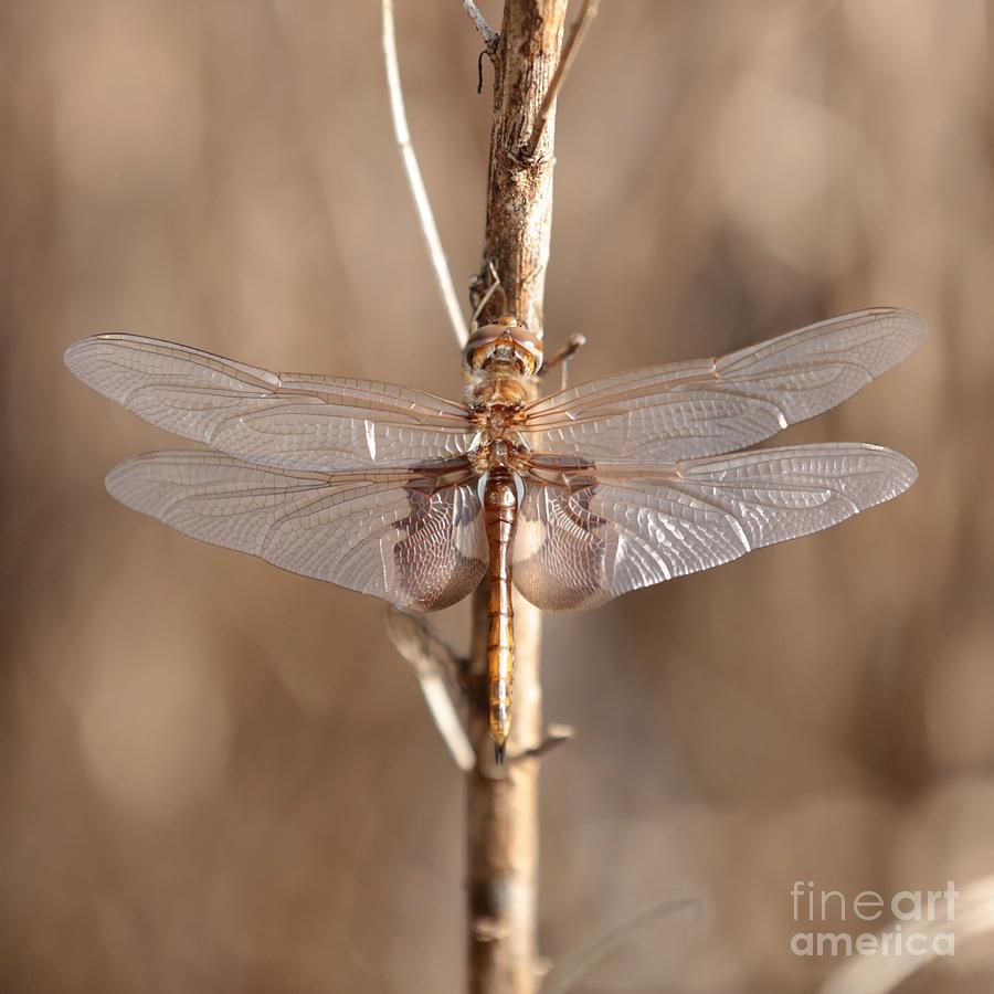 Golden Dragonfly Square Photograph by Carol Groenen