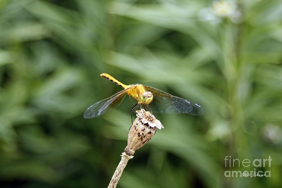 Golden Dragonfly Photograph by Yumi Johnson