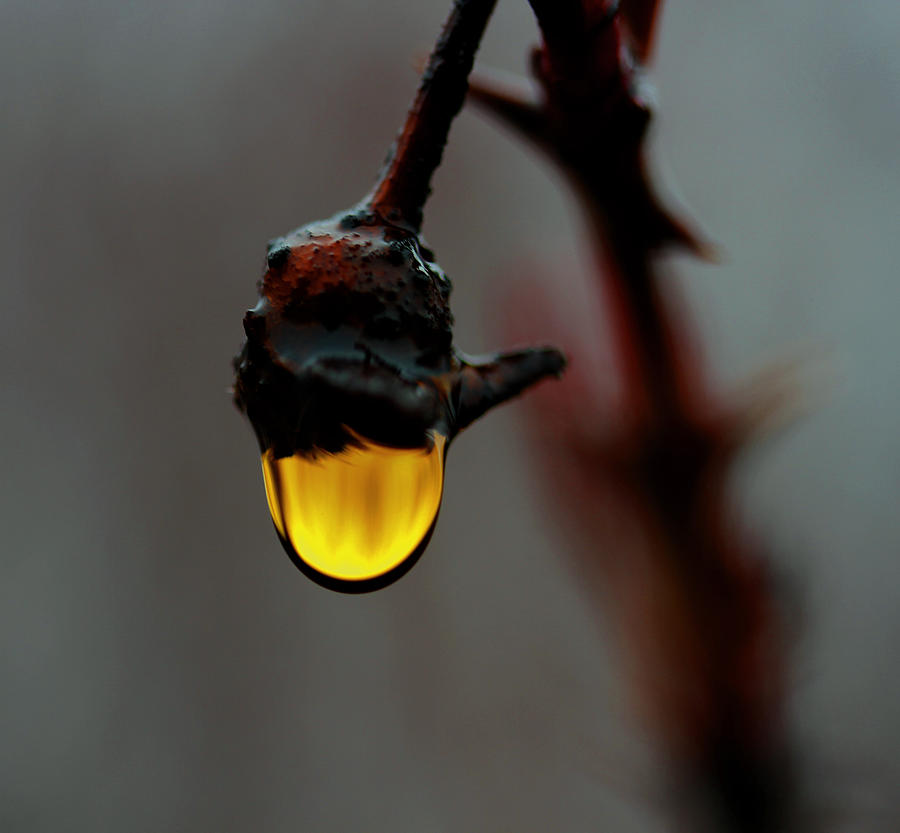 Golden Drop Photograph by Marie Jamieson