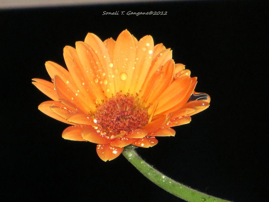 African Daisy Photograph - Golden droplets by Sonali Gangane