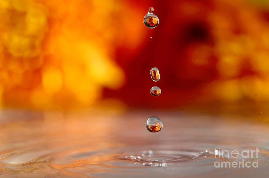 Golden Drops Photograph by Laura Mountainspring